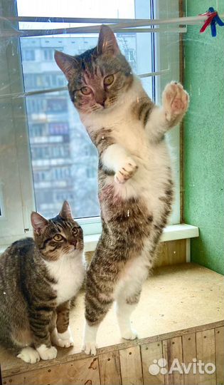 Отдам в хорошие руки