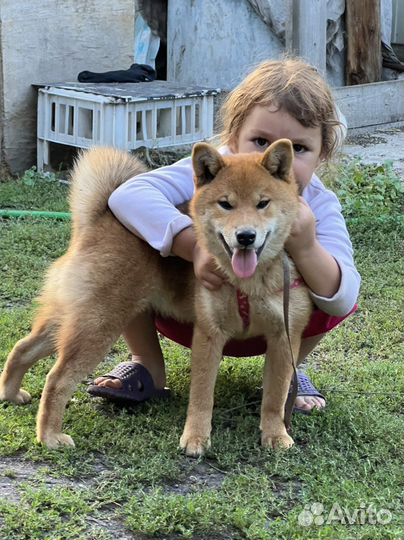 Сиба девочка