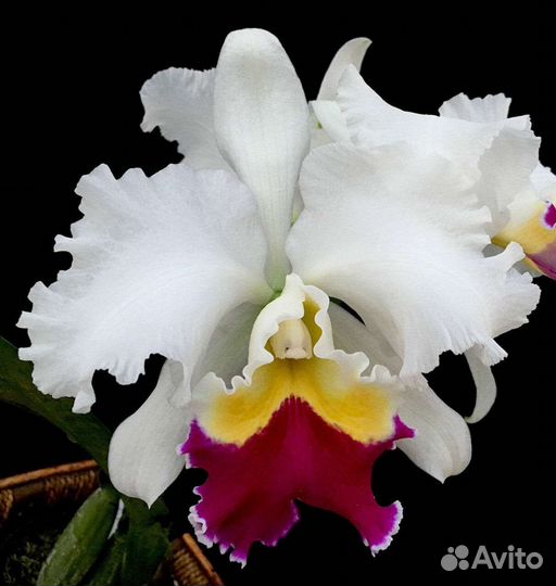 Каттлея/ Cattleya