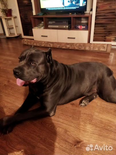 Кобель вязка кане корсо