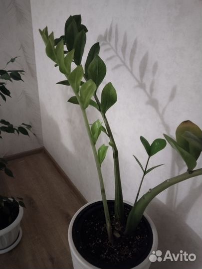 Замиокулькас