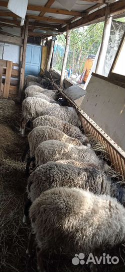 Овцы бараны ягнята