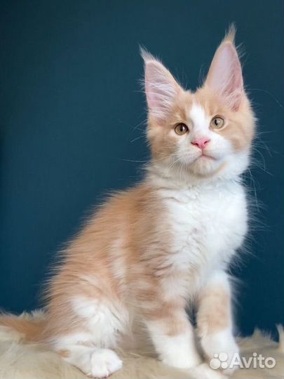 Котята мейн-кун