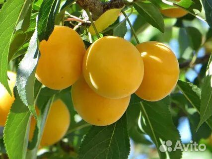 Саженцы плодовых деревьев