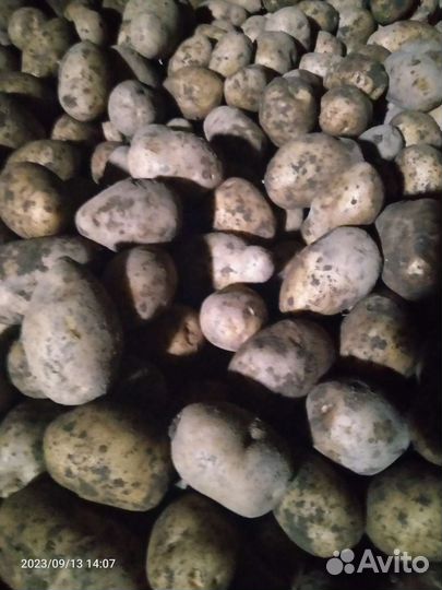 Продам картофель