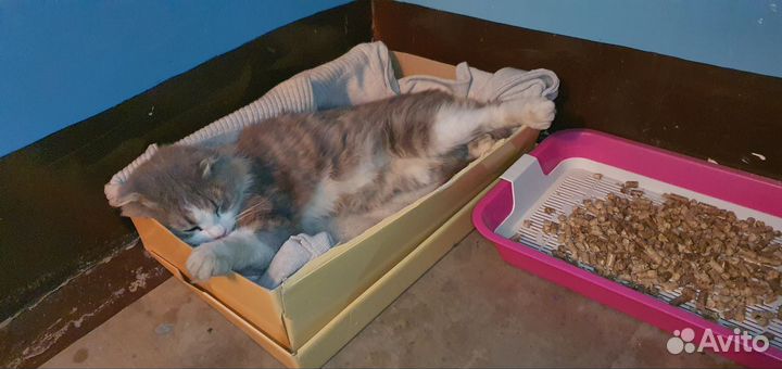 Котик ищет дом и добрых людей