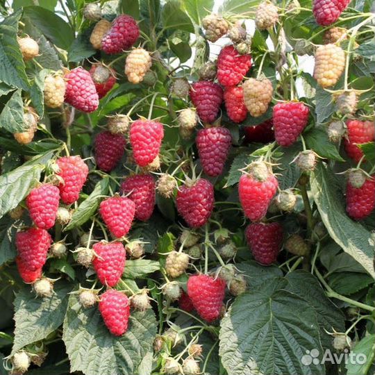 Малина для Кубани