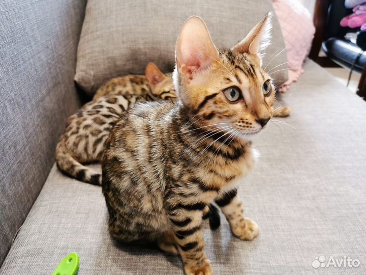 Бенгальские котята
