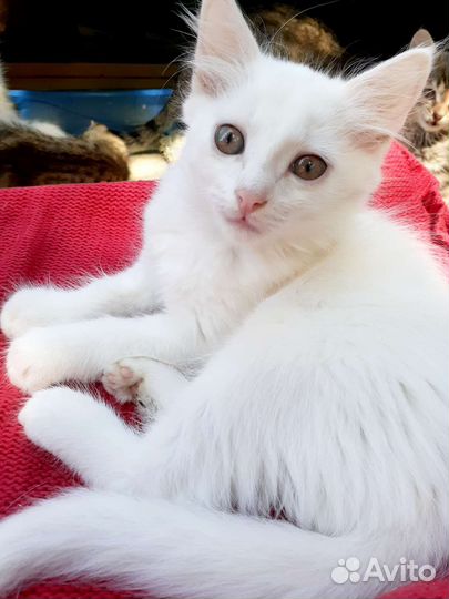 Отдам бесплатно котят