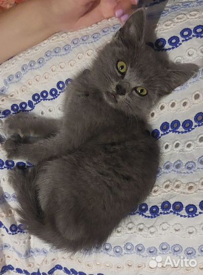 Котёнок ищет новую семью