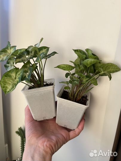 Комнатный цветок сингониум