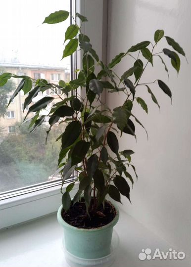 Фикус бенджамина