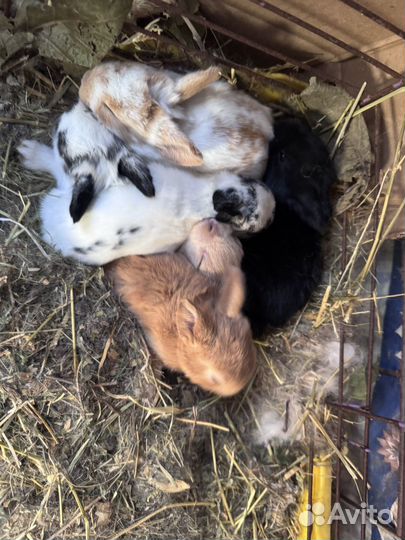 Декоративные кролики