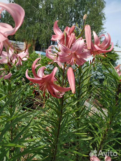 Многолетники для дачи