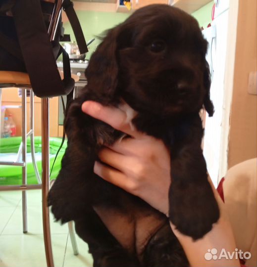 Щенки английского кокер спаниеля