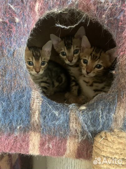 Бенгальская