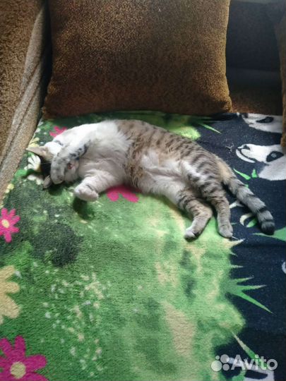 Котик кастрирован
