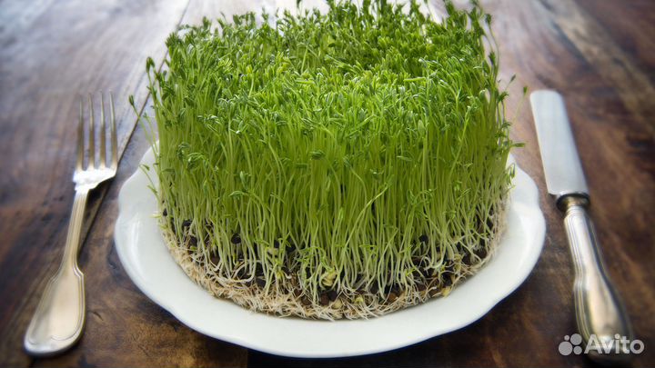 Семена для микрозелени
