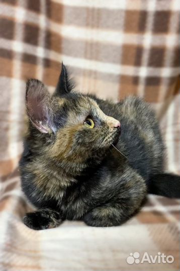 Чудесная кошечка - мурчалка