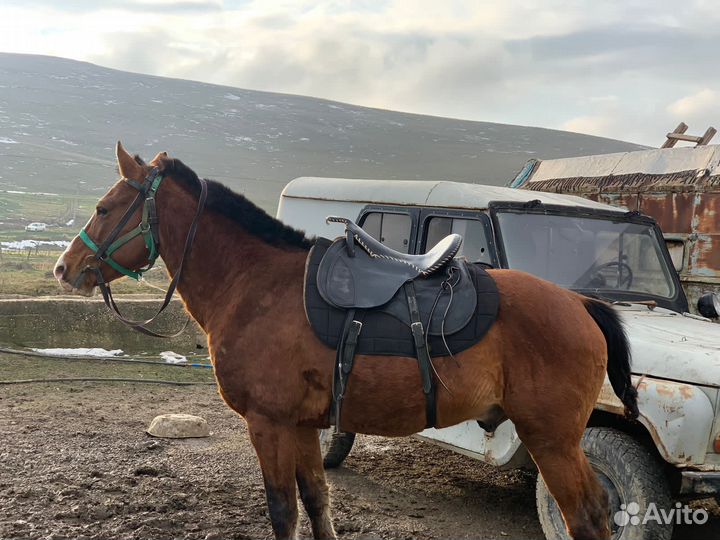 Карачаевский жеребец