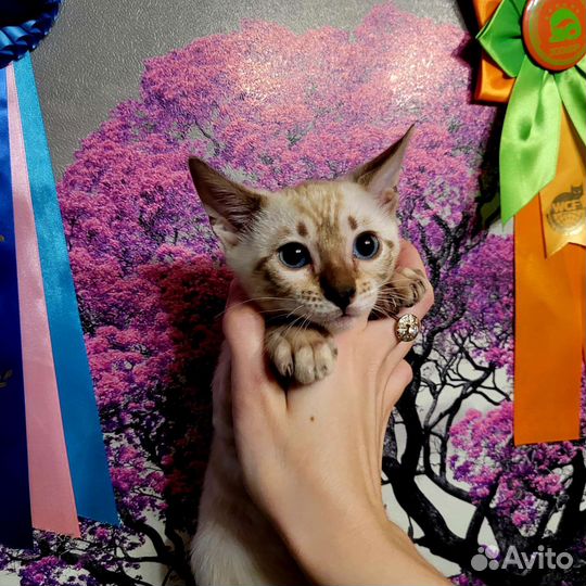 Бенгальские котята