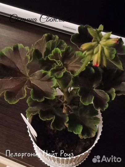 Пеларгония герань