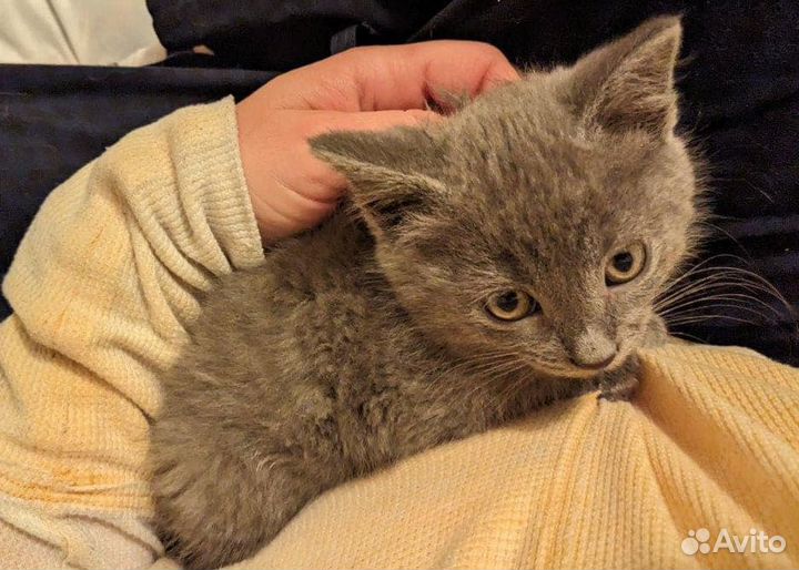 Серые котята в добрые руки бесплатно