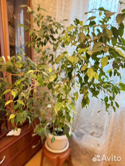 Фикус бенджамина