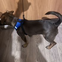 Джек-рассел-терьер, щенок