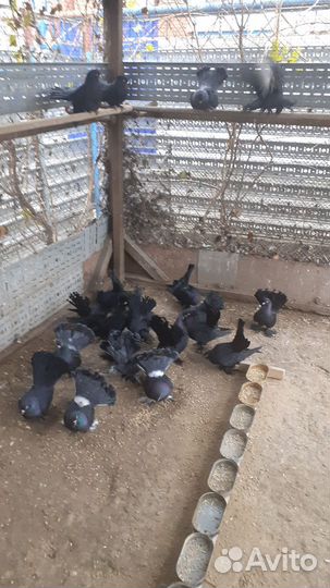 Статные голуби