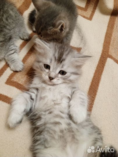 Котята