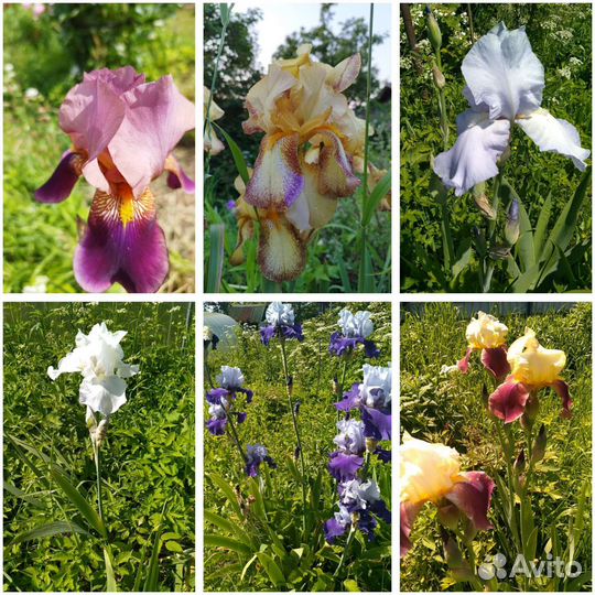 Ирисы