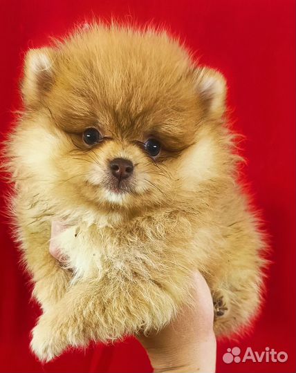 Шпиц Померанский девочка и мальчик