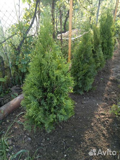 Туи, самшит