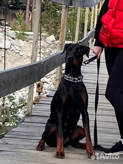 Отдам в добрые руки