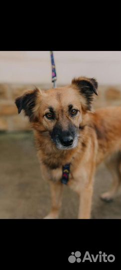 Маленькая собака