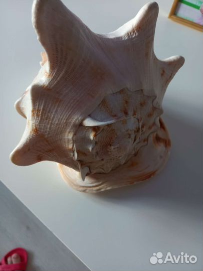 Большая ракушка