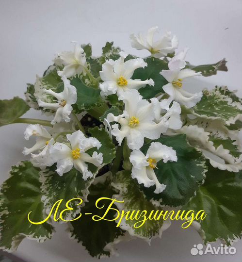 Листочки сортовых фиалок