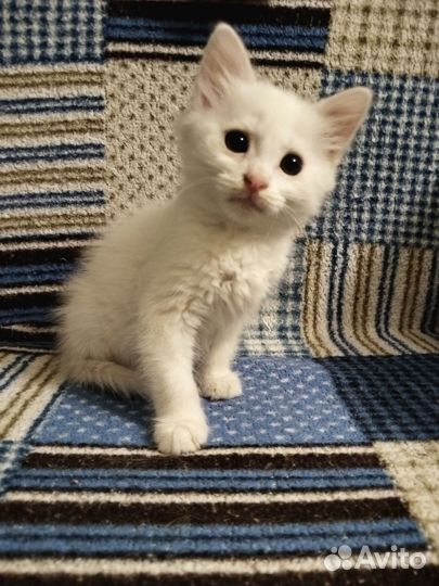 Котенок мальчик