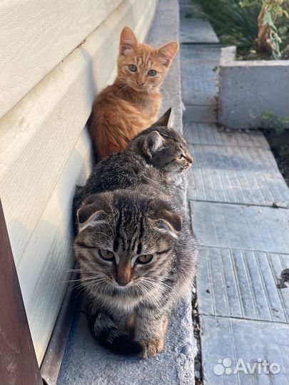 Котята