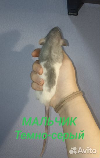 Ручные крысята дамбо