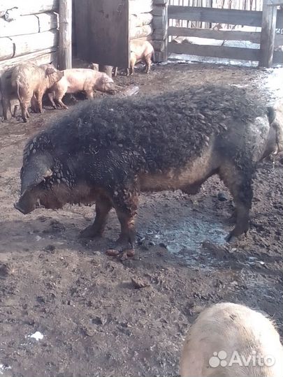 Поросята