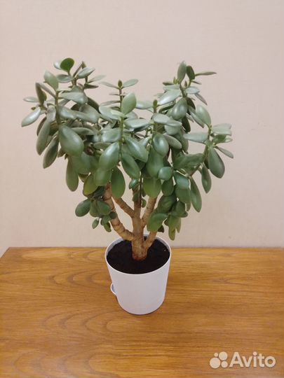 Денежное дерево