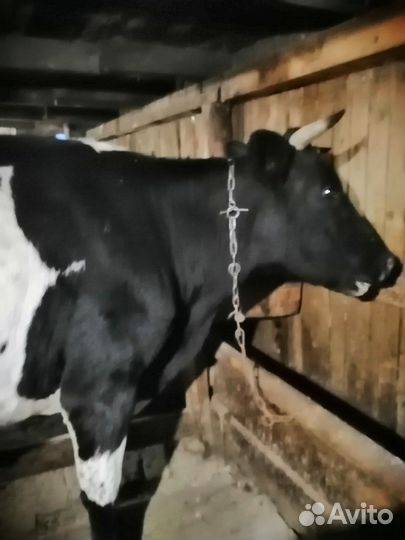 Корова дойная