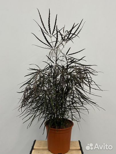 Шеффлера дизиготика