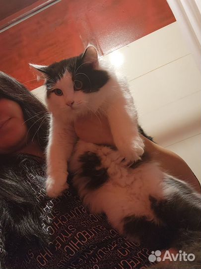 Кошка в дар
