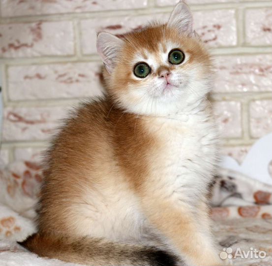 Золотые британские шиншиллы