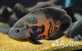 Астронотусы