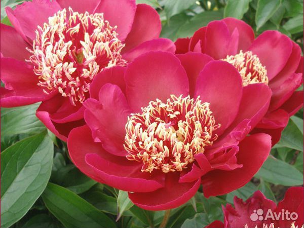 Пионы сортовые