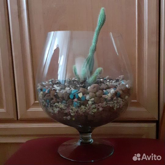 Кактусы и суккуленты